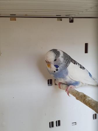 Image 1 of I have 4 pair of breeding Budgies.  Good healthy birds