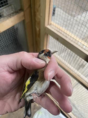 Image 4 of 2022 male and 2023 female goldfinch pair