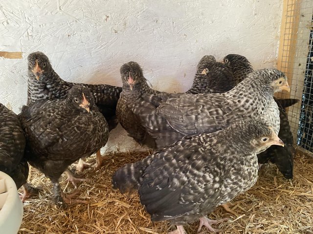 Preview of the first image of Cuckoo Maran Hens Growers.