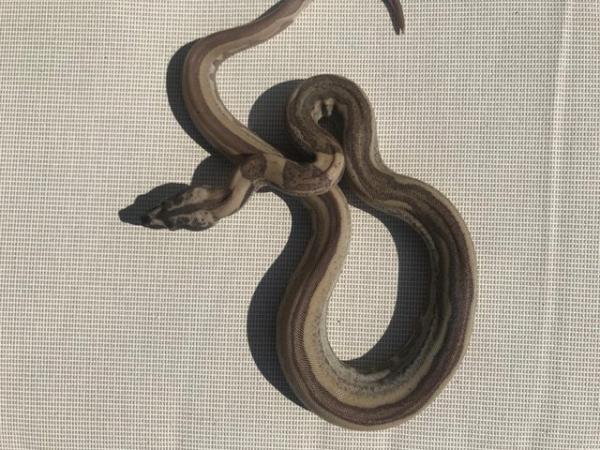 Image 5 of Baby boas for sale het kahl /anery