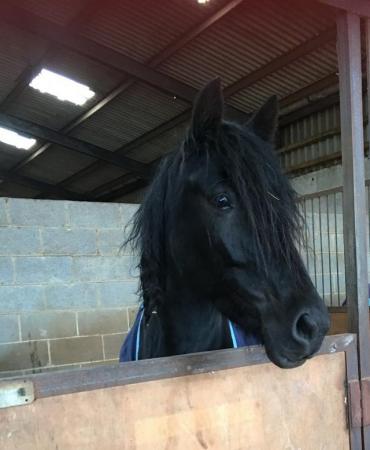 Image 3 of Looking for a sharer for my 14.3h, 12 year old friesian x