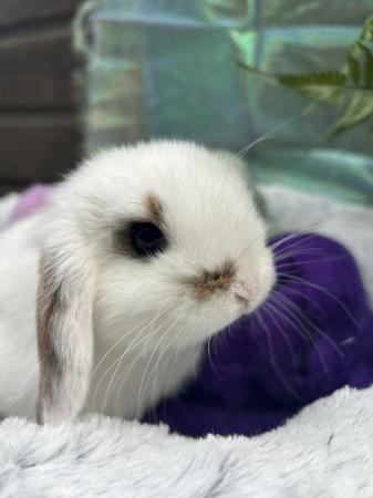 Image 5 of Beautiful mini lop rabbits