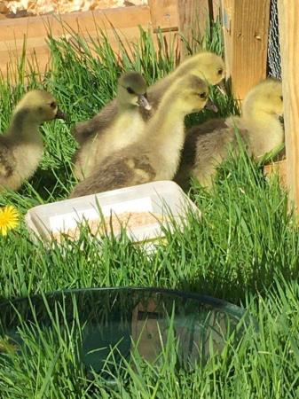 Image 2 of Embden goslings unsexed …………….