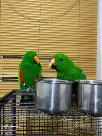 Image 4 of 5 Month Old Baby Eclectus Parrot