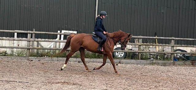 Preview of the first image of Stunning 6yr old 15,2hh Chestnut Mare.