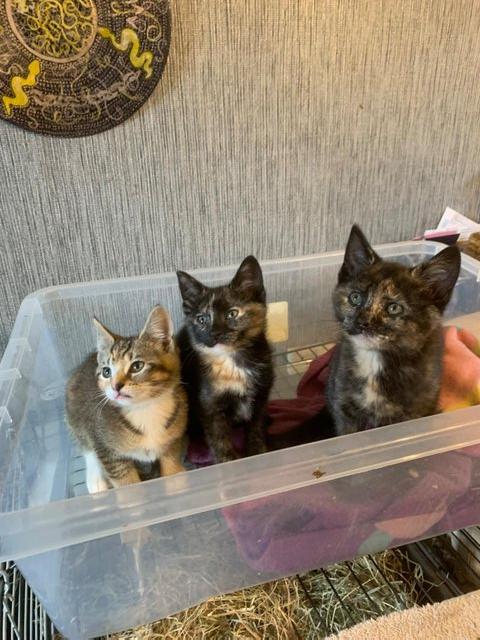 Preview of the first image of 10 week old kittens ready to leave.