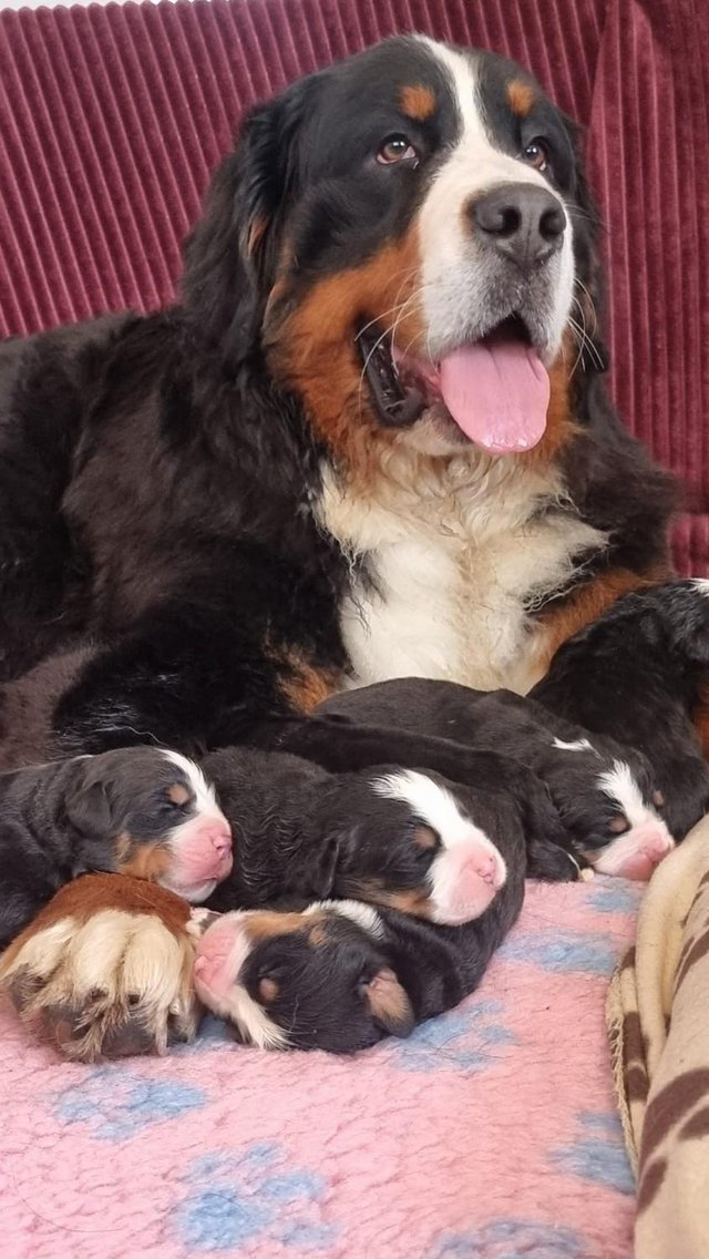 Preview of the first image of Beautiful Bernese MD KC litter.