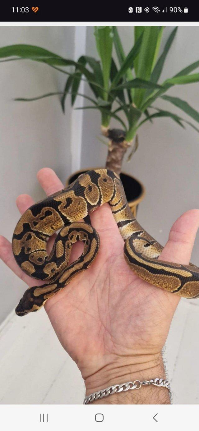 Preview of the first image of Royal ball pythons for sale adult and baby.