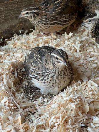 Image 1 of quail for sale, mixed sex, 4 mths old