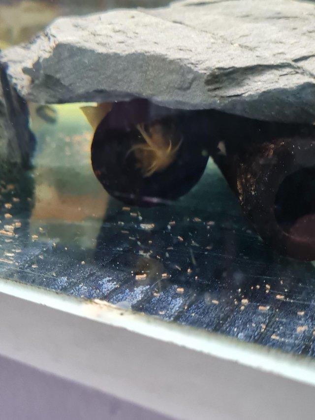 Preview of the first image of Breeding albino bristlenose.