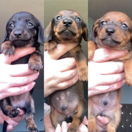 Image 3 of Beautiful Mini dachshund puppy’s