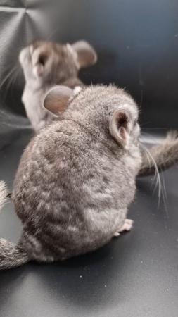 Image 3 of Beautiful Chinchillas for sale