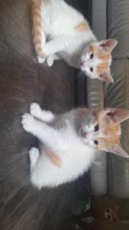 Image 6 of 6 weeks old ginger kittens