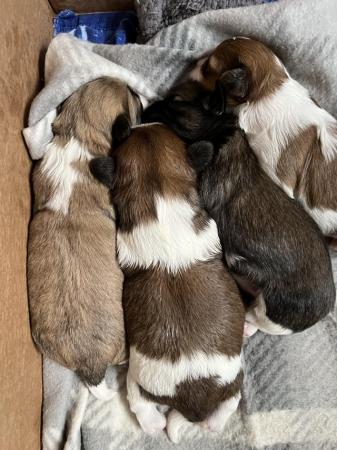 Image 2 of Beautiful Teddy Bear puppies 2 Boys and 2 Girls
