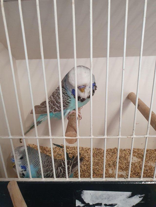 Preview of the first image of Male Budgies available for pet.