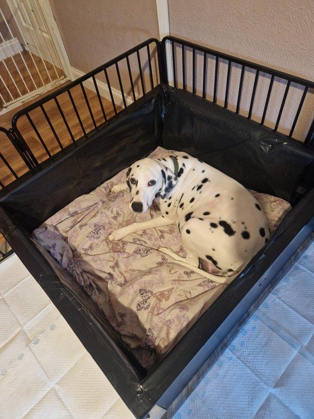 Preview of the first image of Dalmatian puppies looking for new homes.