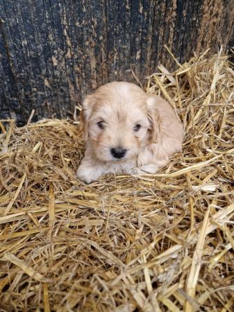 Image 7 of ** available now ***Maltipoo puppies