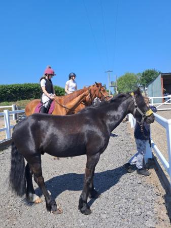 Image 1 of 9 year old 13.1hh gelding who loves a job to do!