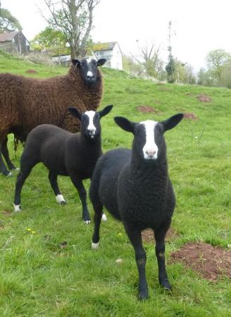 Image 1 of Zwartble s MVacc well bred pedigree ewe lambs