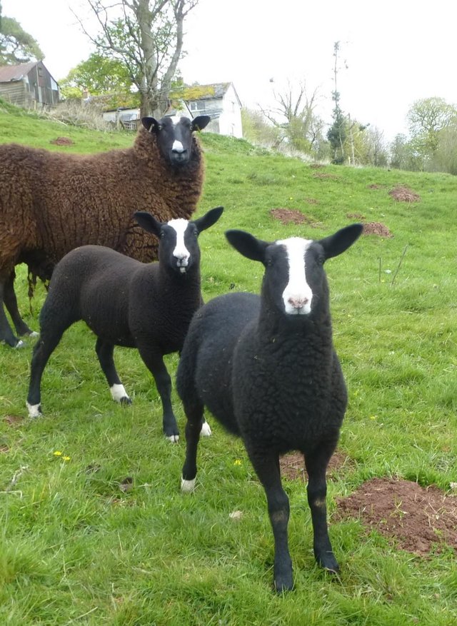 Preview of the first image of Zwartble s MVacc well bred pedigree ewe lambs.