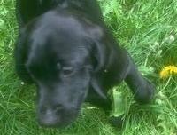 Image 38 of KC Registered Health Tested Parents Labrador Puppies