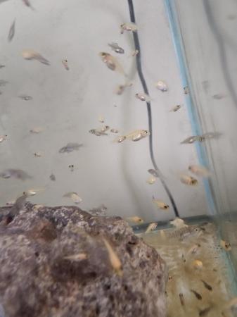 Image 14 of 3-6 month old african cichlid for sale
