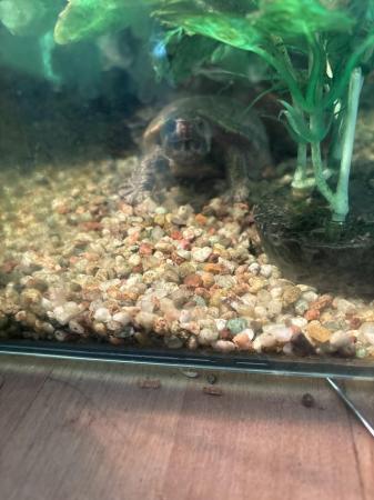 Image 2 of Turtle tank accessories for sale