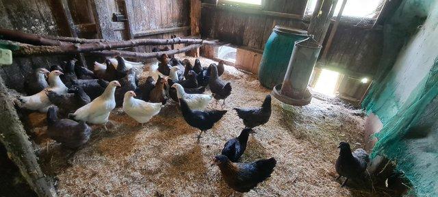 Image 1 of Pol available, bantams and hybrids