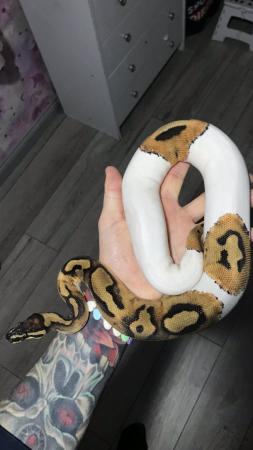 Image 3 of Ball pythons available females