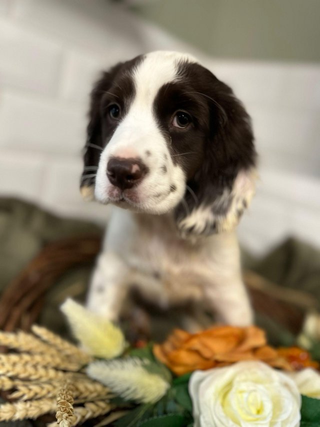 Preview of the first image of English springer spaniel x clumber spaniel.