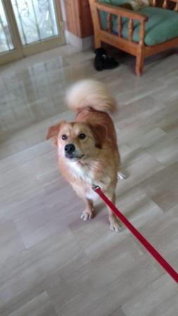 Image 1 of DIEGO, MIX PLAYFUL SPITZ FOSTERED IN ESSEX