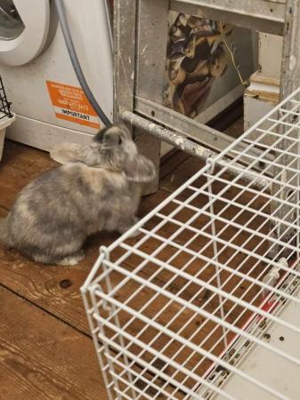 Image 2 of 6 Month Old Male Rabbit Mo