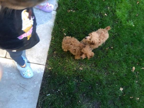 Image 16 of 11 weeks old Toy Poodle Puppies