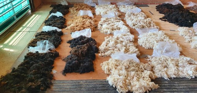 Preview of the first image of Alpaca fleece, fibre, wool for sale Grade A - whole blanket.