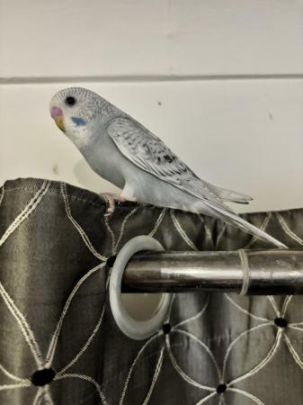 Image 6 of Got 5 fledged baby budgies