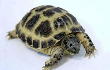 Image 3 of The Tortoise Shop Warrington's specialist Tortoises store