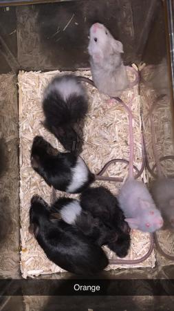Image 1 of 12 female mice for £40 and singular males for £5 EACH!