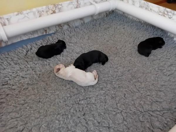 Image 3 of 1 week old Black Labrador Retriever puppies