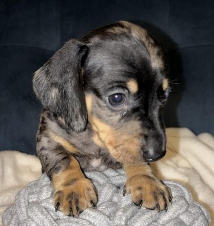 Image 14 of KC Registered Miniature Dachshund puppies.