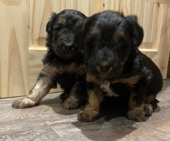 Image 5 of Labradoodle x bearded collie puppies