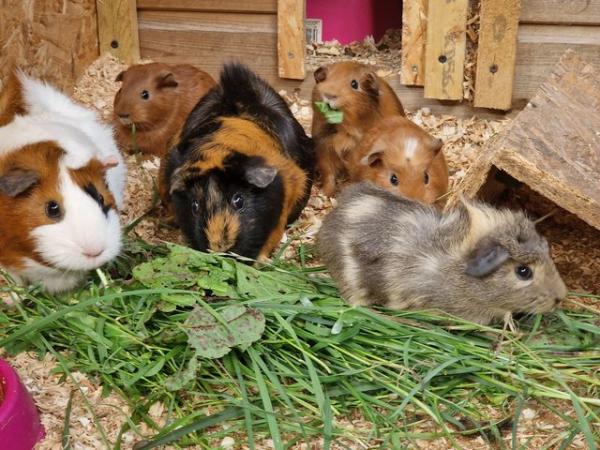Image 2 of 8 Male Guinea Pigs available