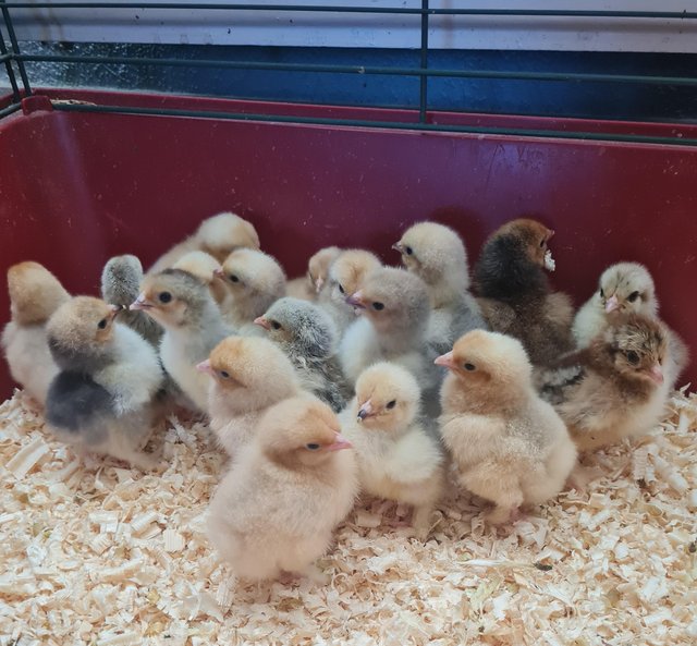 Preview of the first image of Day old chicks various breeds all unsexed.