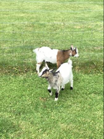 Image 2 of Female + wether baby Pygmy goats