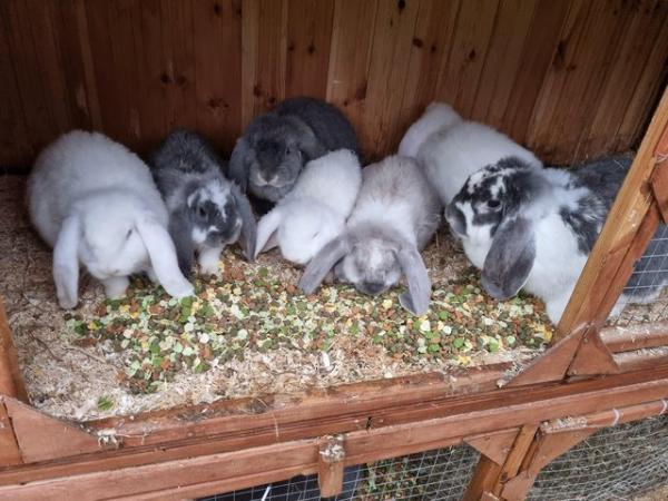 Image 2 of PURE PEDIGREE FRENCH LOPS LOOKING FOR NEW HOMES
