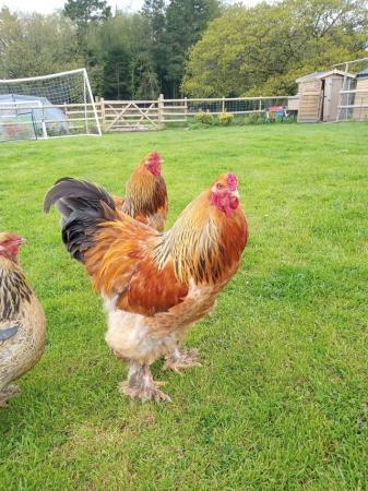 Image 2 of 2 X Brahma Cocks, ready to go 12 months old