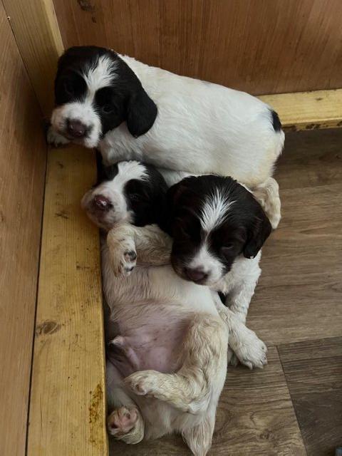 Preview of the first image of Big & bold KC Reg’d Springer Spaniel Puppies.