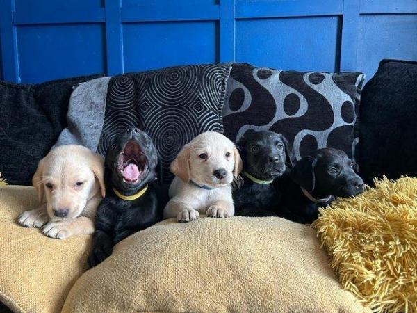 Image 3 of Adorable Labrador puppies 3 LEFT READY TO LEAVE
