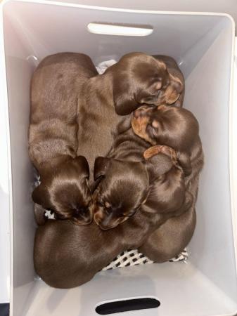 Image 8 of 3 Chocolate & Tan Mini dachshunds