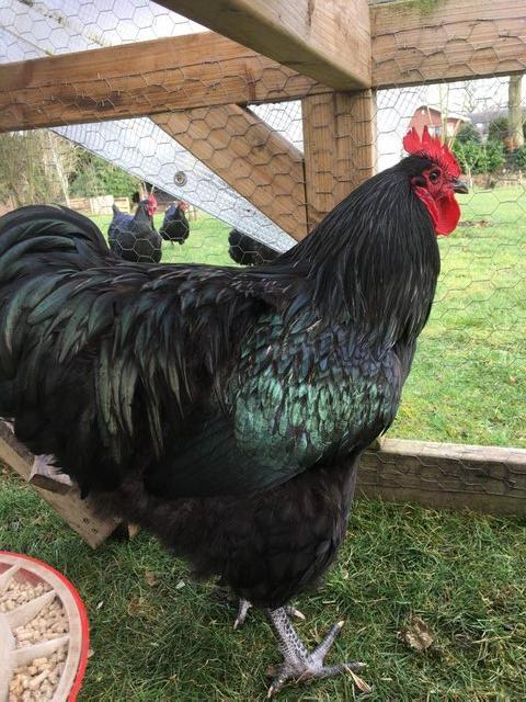 Preview of the first image of 12 month old Australorp Cockerel for sale.