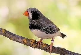 Image 6 of Beautiful Young Zebra Finch PAIRS for Sale